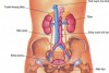 Nhận biết dấu hiệu sớm suy thận và tầm soát bệnh thận