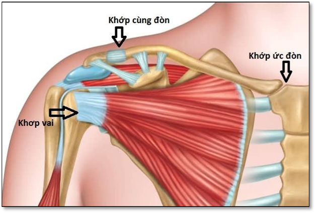 Hình ảnh giải phẫu khớp cùng đòn