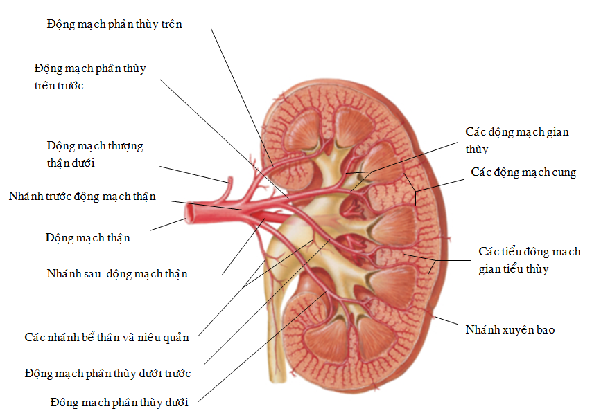 Giải phẫu mạch máu thận