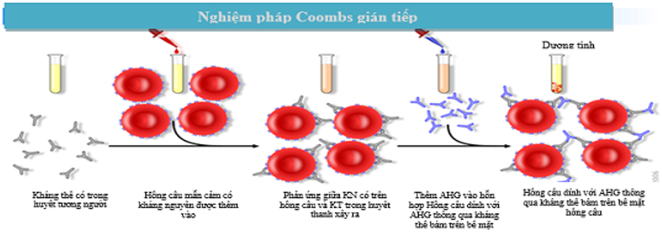 Nguyên lý xét nghiệm Coombs gián tiếp (Indirect antiglobulin Test)