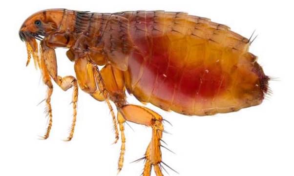 Hình ảnh bọ chét