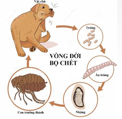 Minh họa vòng đời của bọ chét